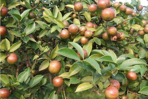 油茶树施什么复合肥比较好 黑老虎油茶树生态种植方案