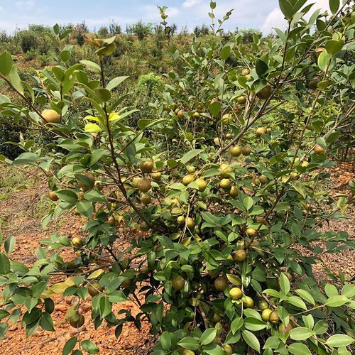 长林高产嫁接油茶苗南方种植矮化苗茶籽树苗带土保湿发货