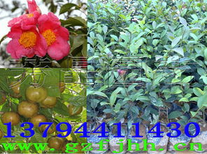 红花油茶苗 高产红花油茶 红花油茶树 红花油茶的种植